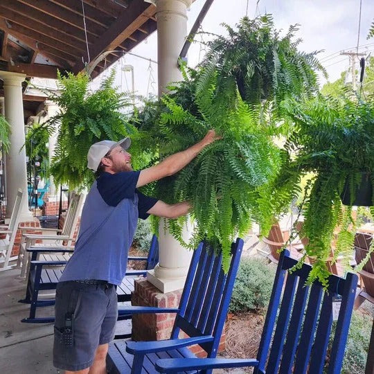 Realistic Decorative Artificial Boston Fern - Perfect for Porch & Balcony Display - Lifelike Greenery for Home Decor