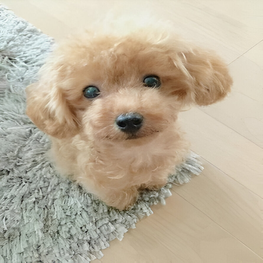 Soft Weighted Puppy Plush Toy - Realistic Synthetic Fur for Cuddly Comfort