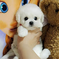 Cuddly Teddy Dog Plush Toy - Soft, Adorable Stuffed Animal for Kids & Pets - Perfect Gift for Birthdays & Holidays