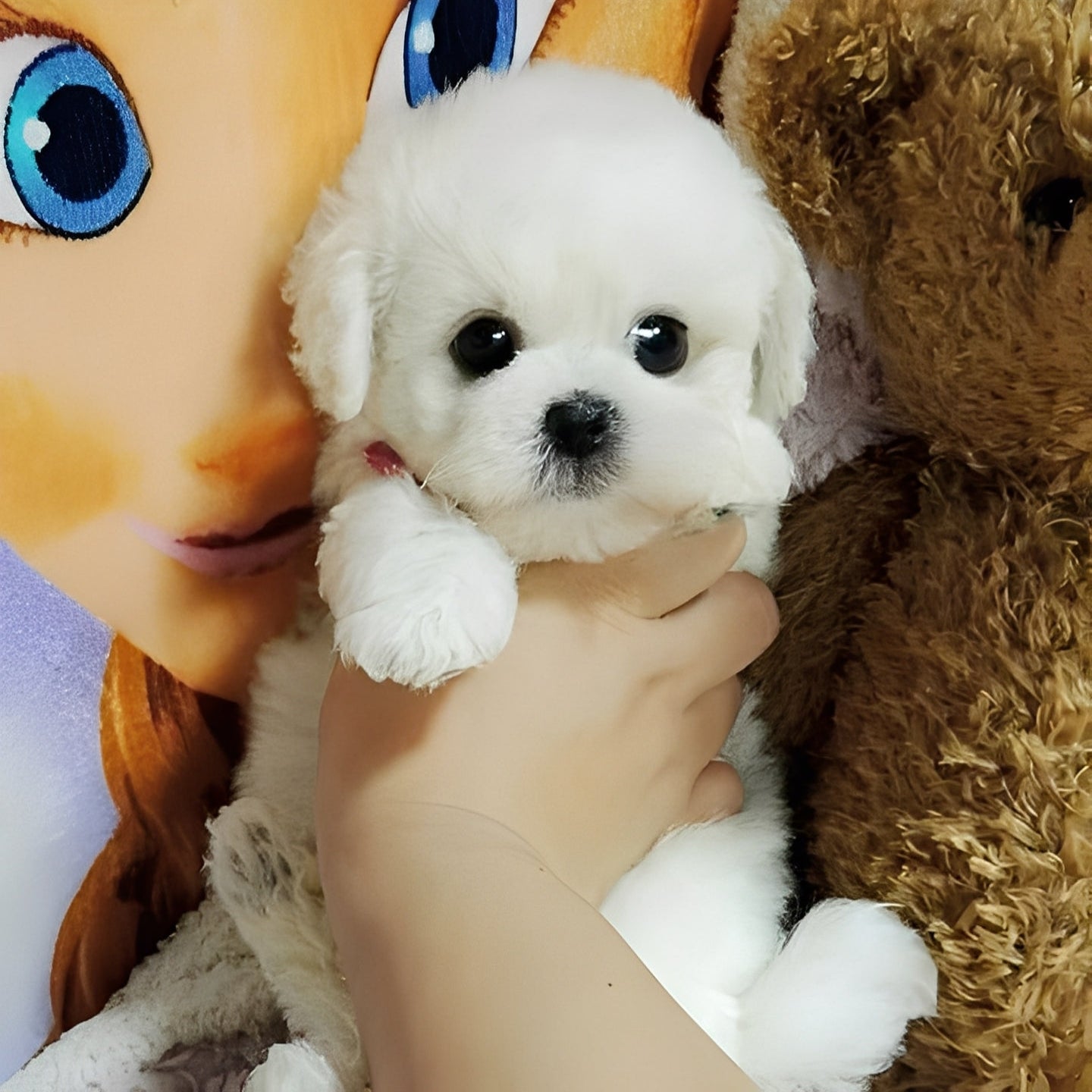 Cuddly Teddy Dog Plush Toy - Soft, Adorable Stuffed Animal for Kids & Pets - Perfect Gift for Birthdays & Holidays