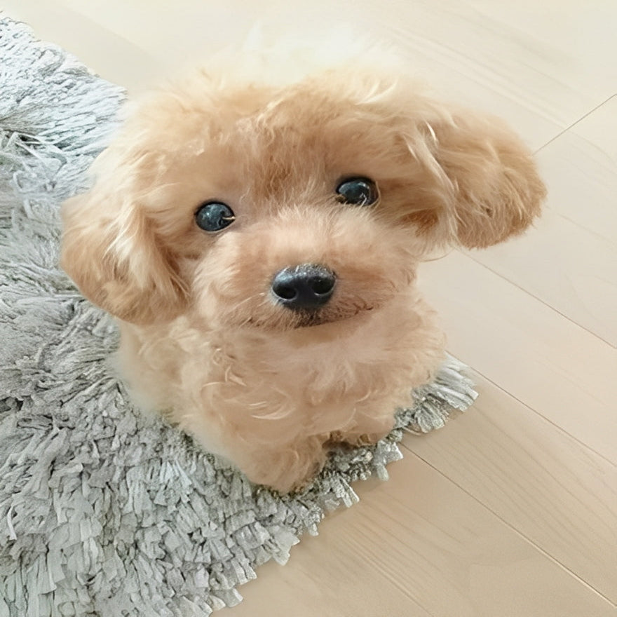 Cuddly Teddy Dog Plush Toy - Soft, Adorable Stuffed Animal for Kids & Pets - Perfect Gift for Birthdays & Holidays