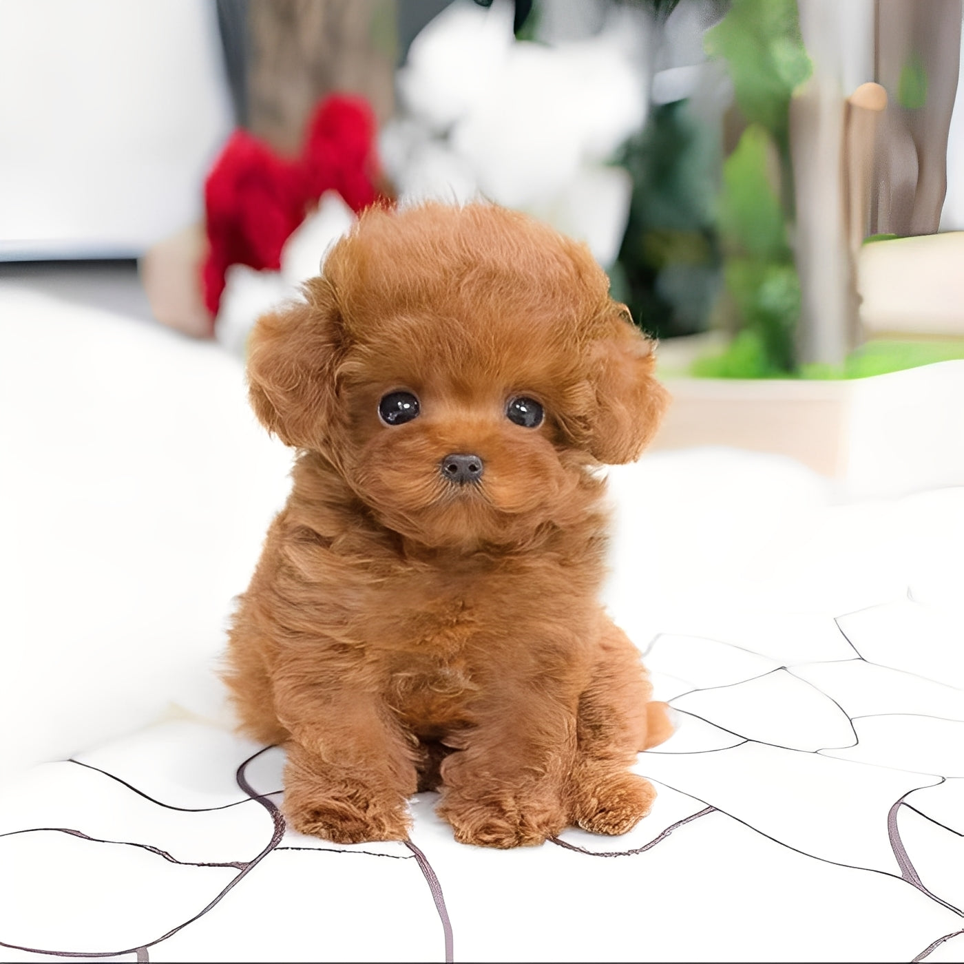 Cuddly Teddy Dog Plush Toy - Soft, Adorable Stuffed Animal for Kids & Pets - Perfect Gift for Birthdays & Holidays