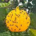 Set of 6 Adhesive Sticky Hanging Fly Traps - Effective Insect Control for Home & Garden