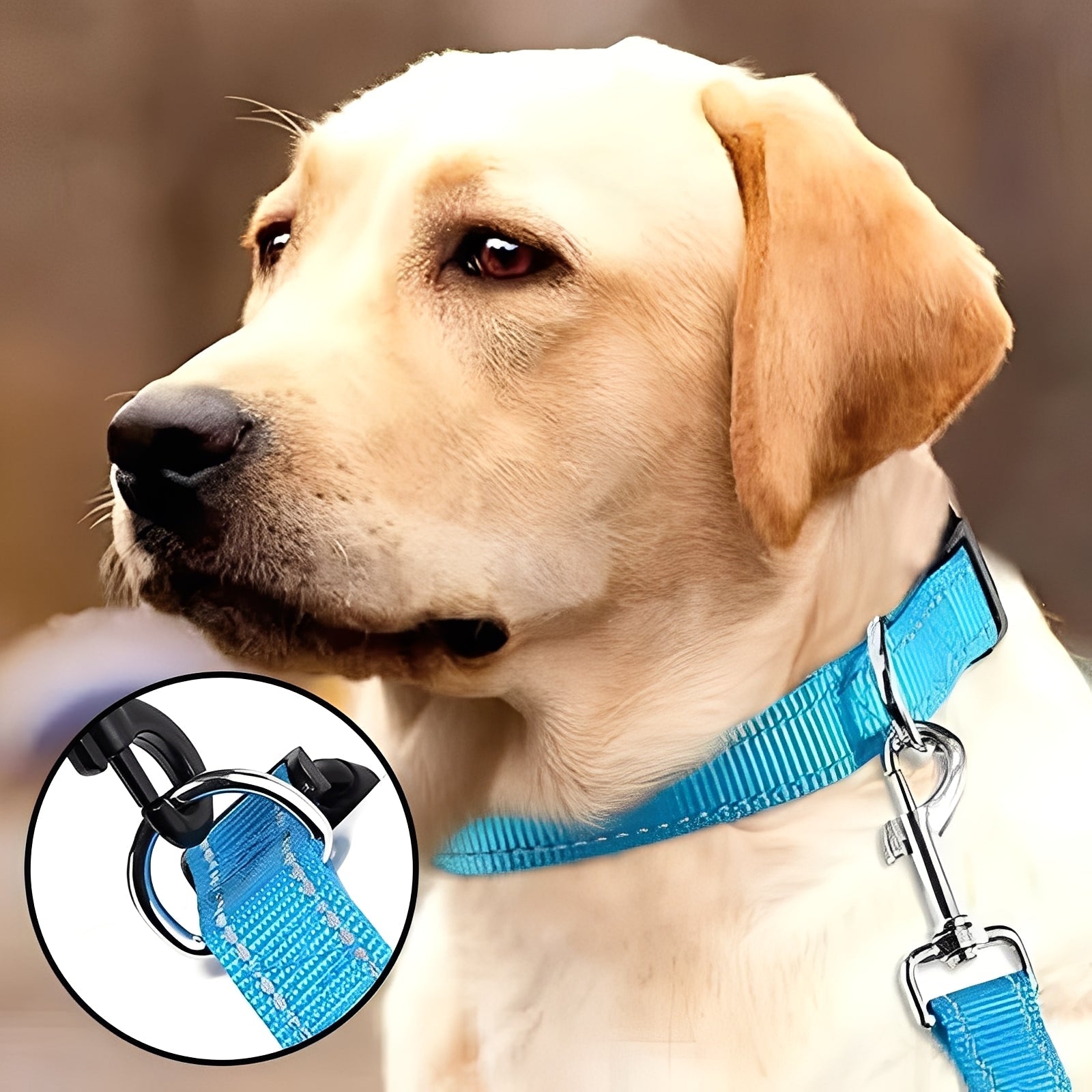 Adjustable Nylon Dog Collar with Durable Clip Buckle - Comfortable & Stylish Pet Accessory