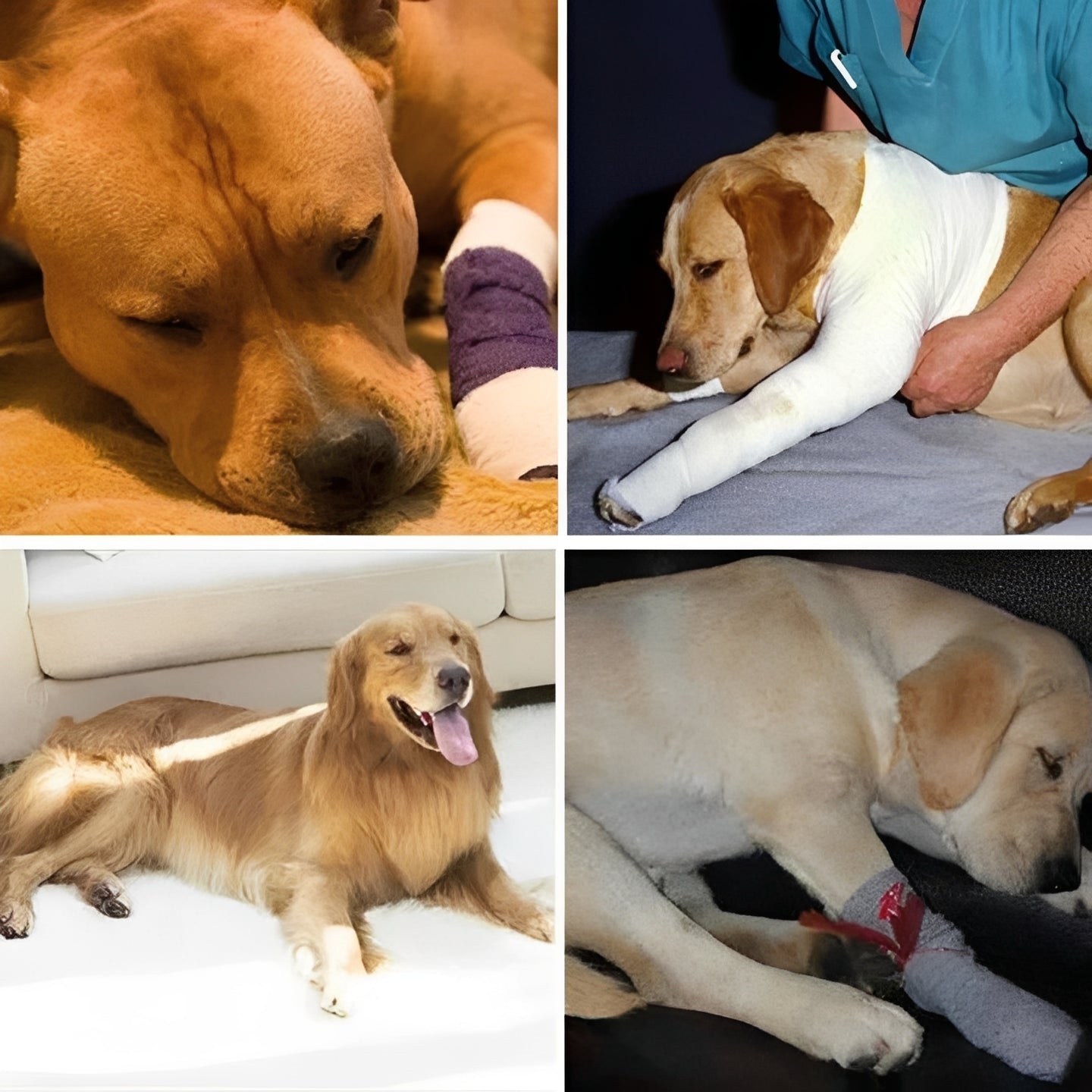 Adjustable Dog Leg Support Brace - Premium Canine Limb Stabilizer with Customizable Straps for Optimal Comfort and Mobility