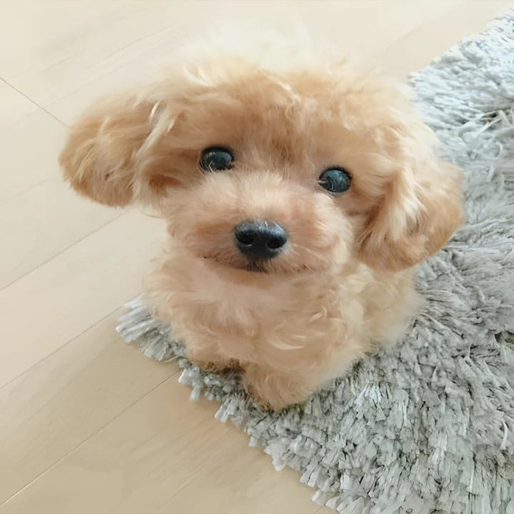 Ultra-Realistic Plush Puppy Toy - Soft Fur Texture, Perfect for Cuddling and Play