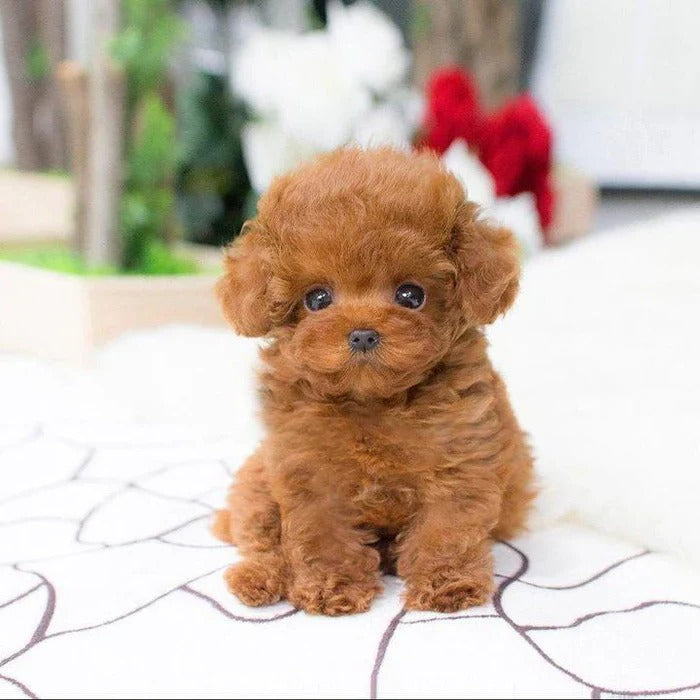 Ultra-Realistic Plush Puppy Toy - Soft Fur Texture, Perfect for Cuddling and Play