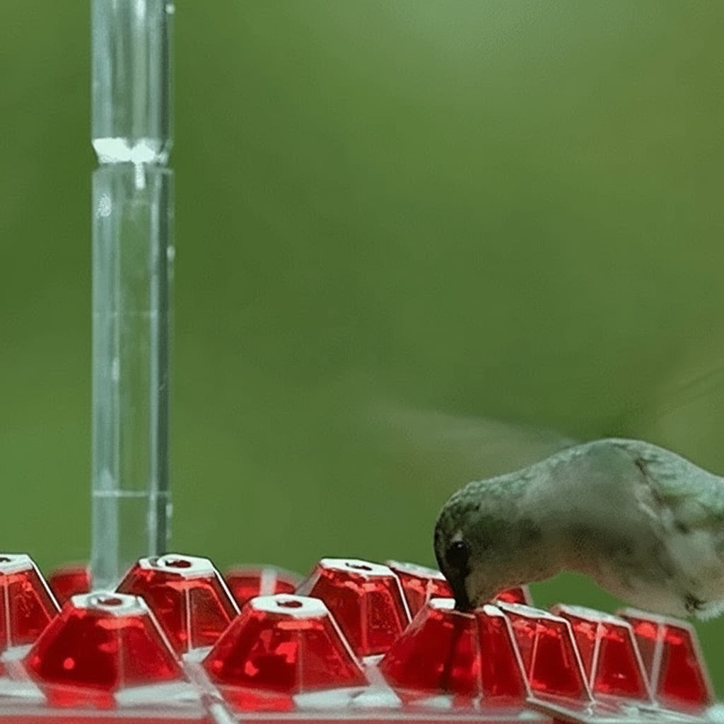 Ant-Proof Hanging Hummingbird Feeder with Moat - Durable, Easy to Clean, Ideal for Attracting Hummingbirds